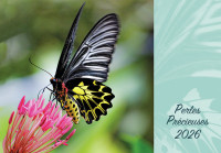 CAL PERLES PRECIEUSES A EFFEUILLER