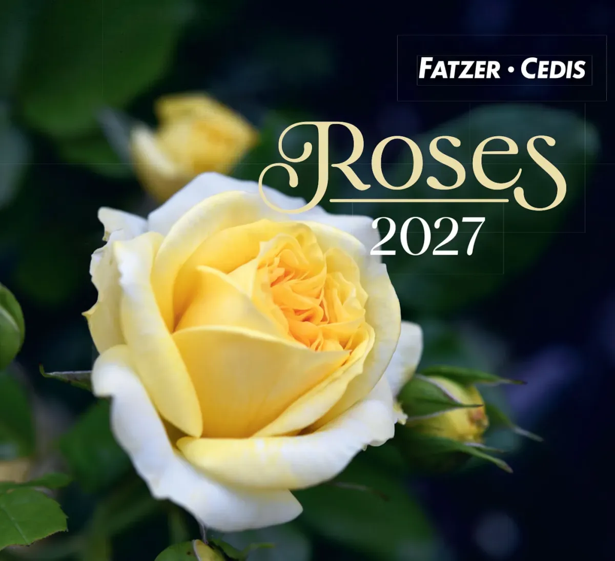CAL ROSES - PETIT FORMAT