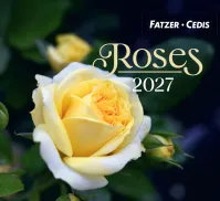 CAL ROSES - PETIT FORMAT