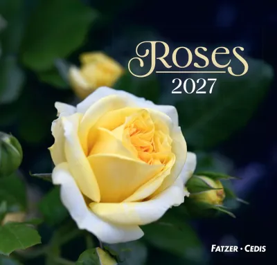 CAL ROSES - GRAND FORMAT