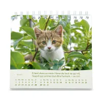 CAL NOS AMIS LES CHATS PETIT FORMAT