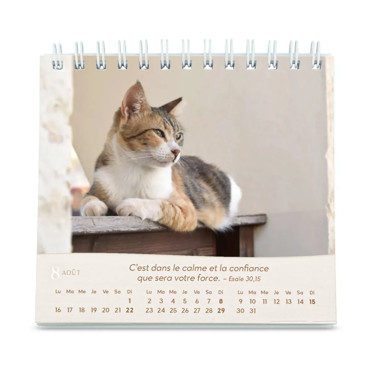 CAL NOS AMIS LES CHATS PETIT FORMAT