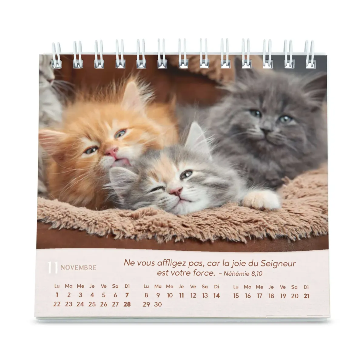 CAL NOS AMIS LES CHATS PETIT FORMAT