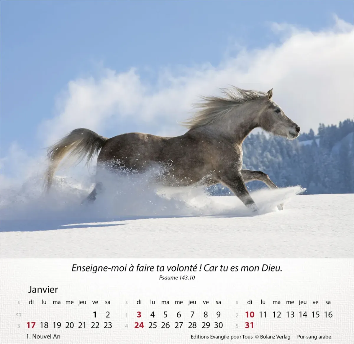 CAL CHEVAUX  MERVEILLES DE LA CREATION